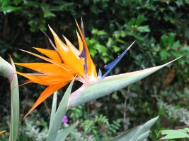 Fleur 'oiseau de paradis'.