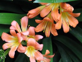Fleurs oranges.
