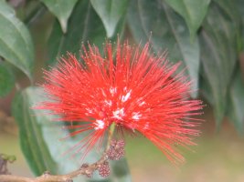 Fleur rouge.