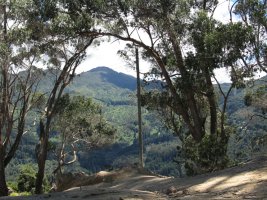 La montagne avec sa végétation.