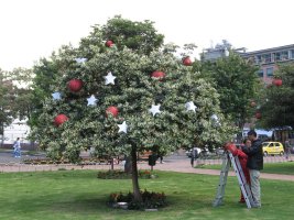 Décorations de Noël dans un sapin.