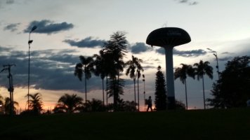 Arbres en contre-jour à la tombée de la nuit.