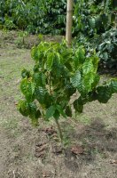 Petit arbre.