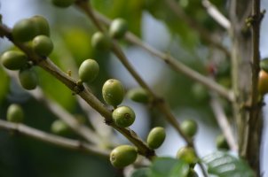 Branche de grains de café.