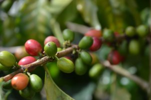 Branche de grains de café.