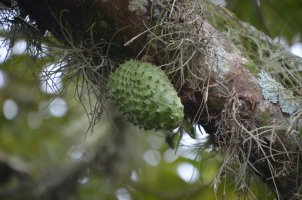 Fruit.