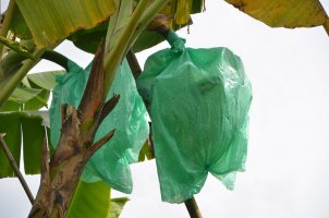 Sacs verts entourant des bananes.