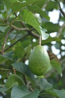 Un avocat dans l'arbre.