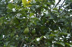 Avocats pendant sur l'avocatier.