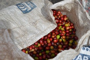 sac montrant les grains rouges.