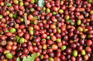 Grains rouges de café.