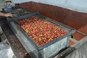 Bac rempli de grains rouges de café.