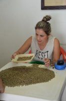 Femme assise, triant les grains de café.