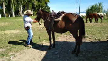 1 homme et son cheval.