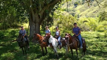 4 personnes à cheval sous un arbre.