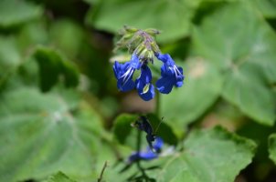 Fleur bleue.