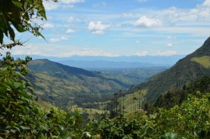 Vallée avec au premier plan des grands palmiers et à l'arrière-plan des montagnes.