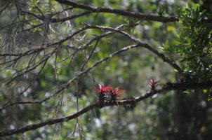 Petites fleurs sur une branche.