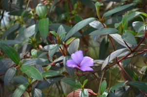 Fleur mauve.