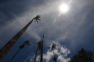 Grands palmiers.