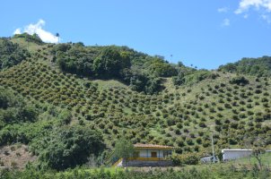 Palmiers disposés sur la montagne.
