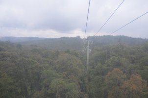 Sommet d'arbres avec câbles du téléphérique.