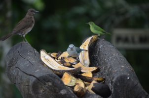 Oiseaux sur des peaux de bananes.