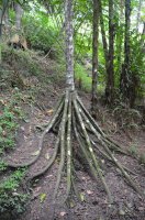 Racines d'un arbre.