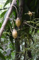 Fruits ovales.