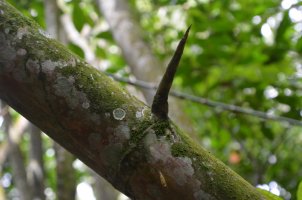 Pointe d'un arbre.