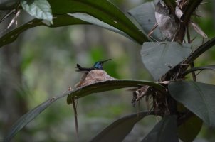 Colibri sur son nid.