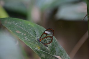 Papillon avec des ailes transparentes posé sur une feuille.