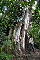 Homme montrant les racines d'un arbre.