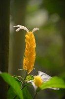 Fleur jaune.