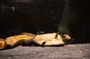 Abeilles sur une écorce.