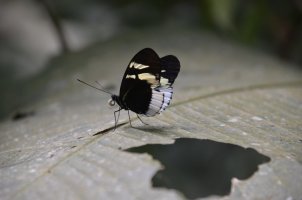 Papillon posé.