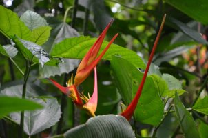Fleurs oiseaux de paradis.