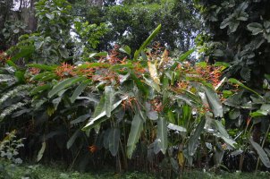 Plantes avec fleurs.