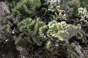 Plantes.