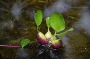 Plantes dans l'eau.
