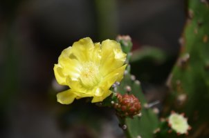 Fleur jaune.