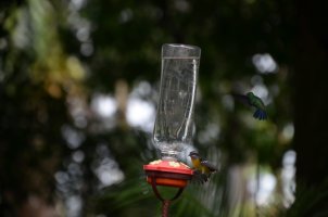 Colibris s'approchant de leur mangeoire.