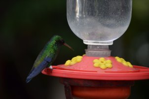 Colibri mangeant dans sa mangeoire.