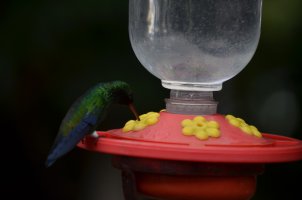 Colibri mangeant dans sa mangeoire.