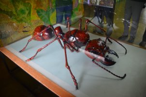 Insecte rouge.