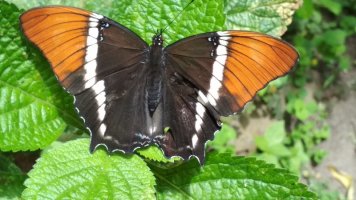 Papillon avec ses ailes déployées.