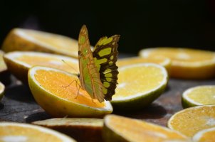 Papillon posé sur une orange coupée en 2.