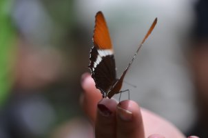 Papillon posé sur les doigts.