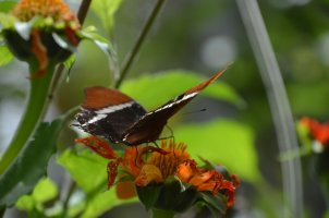Papillon posé sur une fleur.