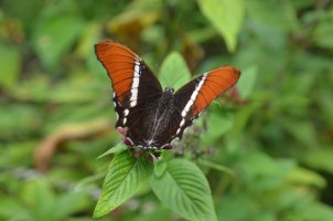 Papillon posé sur une fleur.